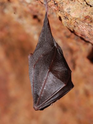 Petit rhinolophe_L.JOUVE